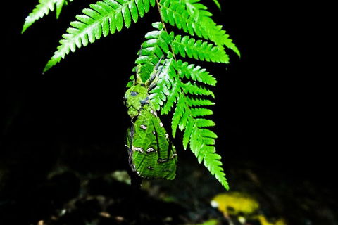Glow Worms Private Tour - Nocturnal Rainforest Walk - Attractions Brisbane 2
