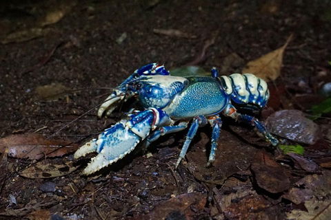 Glow Worms Private Tour - Nocturnal Rainforest Walk - Attractions Brisbane 4