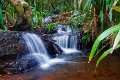 Glow Worms Private Tour - Nocturnal Rainforest Walk - Attractions Brisbane 5