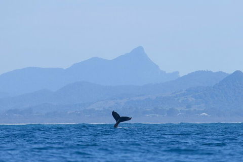 The Byron Bay Sea Kayak Tour - Attractions Brisbane 0