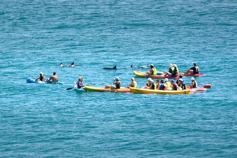 The Byron Bay Sea Kayak Tour - Attractions Brisbane 1