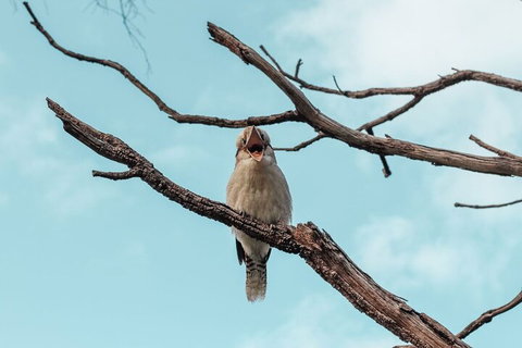 Highlights Of Kings Park - Attractions Brisbane 0