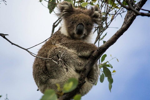 Phillip Island And French Island Wildlife Expedition - Attractions Brisbane 3