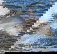 Noosa Oceanrider Scenic Dolphin Safari - Attractions Brisbane