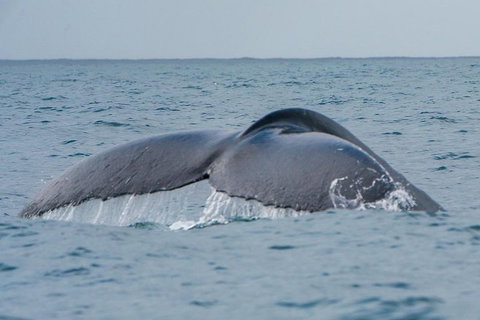 2-Hour Guided Whale Watching Tour At Noosa - Attractions Brisbane 1