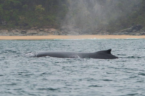 2-Hour Guided Whale Watching Tour At Noosa - Attractions Brisbane 5
