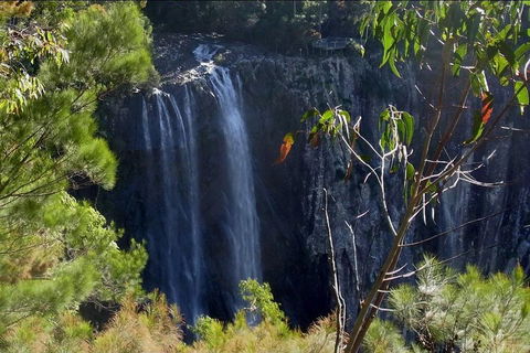 Byron Bay Hinterland Tour Including Rainforest Walk To Minyon Falls - Attractions Brisbane 0