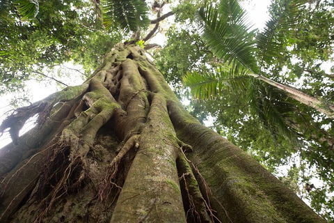 Byron Bay Hinterland Tour Including Rainforest Walk To Minyon Falls - Attractions Brisbane 2