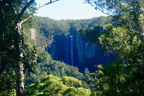 Byron Bay Hinterland Tour Including Rainforest Walk To Minyon Falls - Attractions Brisbane 4