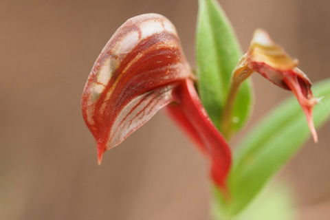 Wave Rock, Wild Flowers And Astro Photography - Attractions Brisbane 2