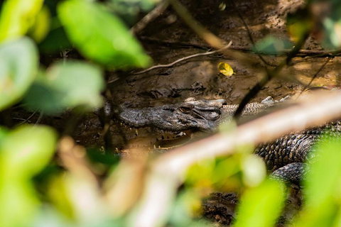 Cape Tribulation Day Tour - Attractions Brisbane 5