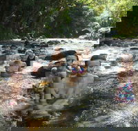 Daintree Rainforest Cape Tribulation Mossman Gorge Small-Group Day Tour - Attractions Brisbane