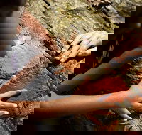 Ngana Julaymba Dungay - Full Day - Attractions Brisbane