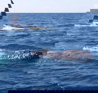 Noosa Whale Watching - Attractions Brisbane