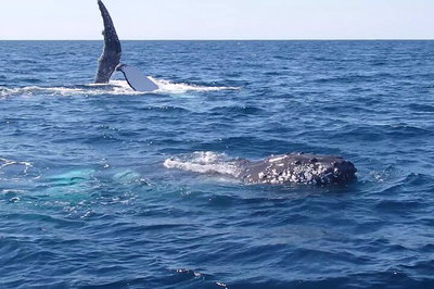 Noosa Whale Watching
