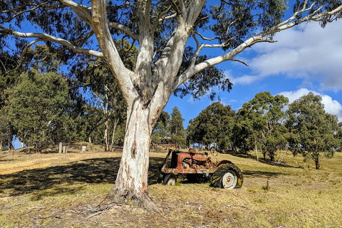 Blue Mountains Private Tour - Wild Kangaroos, Waterfalls And The Three Sisters - Attractions Brisbane 1