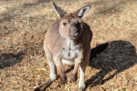 Blue Mountains Private Tour - Wild Kangaroos, Waterfalls And The Three Sisters - Attractions Brisbane 2