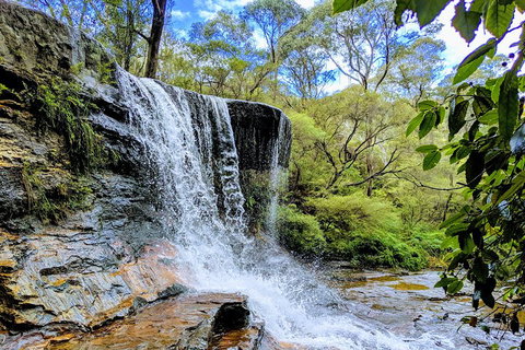 Blue Mountains Private Tour - Wild Kangaroos, Waterfalls And The Three Sisters - Attractions Brisbane 5