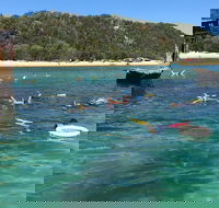 All Inclusive Dolphin and Tangalooma Wrecks Cruise - Attractions Brisbane