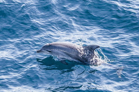 All Inclusive Dolphin And Tangalooma Wrecks Cruise - Attractions Brisbane 1