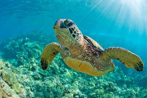 All Inclusive Tangalooma Wrecks Cruise Tour From Gold Coast - Attractions Brisbane 4