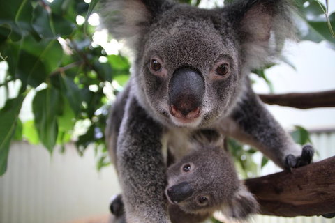 Kuranda Day Tour, TKS-RFS GRAND GOLD PLUS 0930 - Attractions Brisbane 1