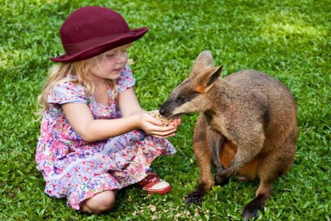 Kuranda Day Tour + HotAir Balloon Combo - Attractions Brisbane 0