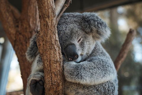 Sydney Taronga Zoo General Entry Ticket - Attractions Brisbane 3
