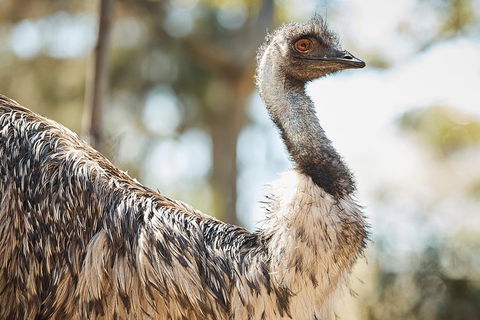 Sydney Taronga Zoo General Entry Ticket - Attractions Brisbane 4