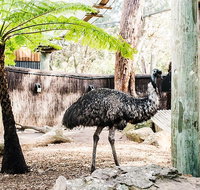 Sydney Taronga Zoo General Entry Ticket and Wild Australia Experience - Attractions Brisbane