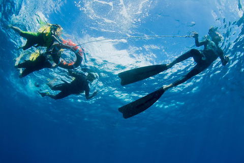 Passions Of Paradise Great Barrier Reef Snorkel And Dive Cruise From Cairns By Luxury Catamaran - Attractions Brisbane 2