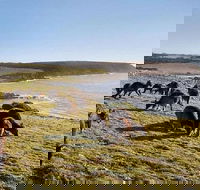 Kangaroo Island Personal Group Tours - Attractions Brisbane