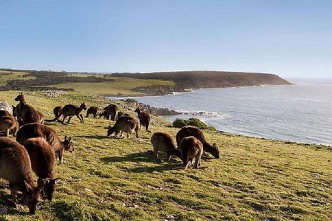 Kangaroo Island Personal Group Tours - Attractions Brisbane 0