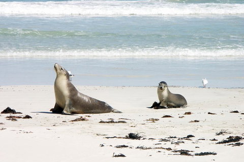 Kangaroo Island Personal Group Tours - Attractions Brisbane 3
