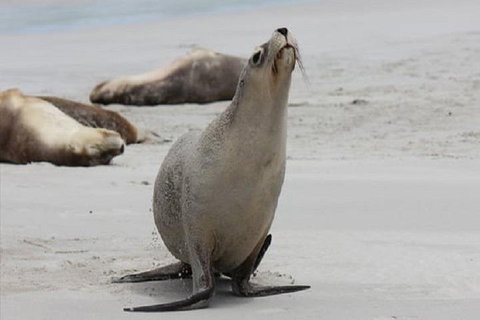 Kangaroo Island Personal Group Tours - Attractions Brisbane 4