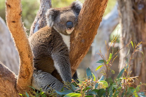 Mount Lofty Hike And Cleland Wildlife Park Day Trip From Adelaide - Attractions Brisbane 2