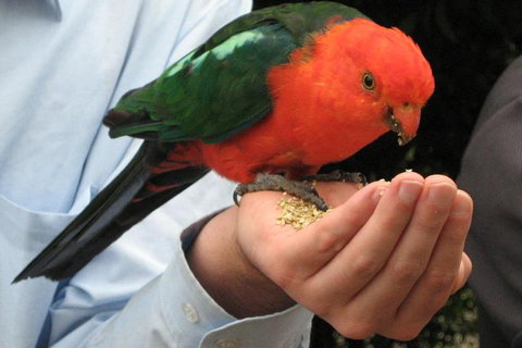 O'Reilly's & Lamington National Park From Brisbane - Attractions Brisbane 1