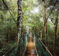 O'Reilly's  Lamington National Park from Gold Coast - Attractions Brisbane