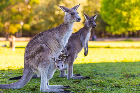 LGBT+ Friendly Full Day Phillip Island Private Tour - Attractions Brisbane 4