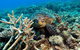 Great Barrier Reef Day Cruise From Cairns Including Snorkeling And Marine Biologist Presentation - thumb 4