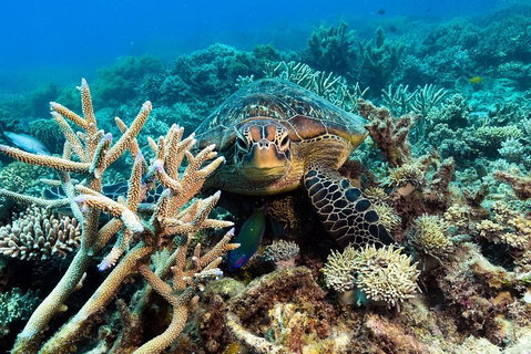 Great Barrier Reef Day Cruise From Cairns Including Snorkeling And Marine Biologist Presentation - Attractions Brisbane 4