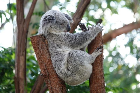 Small-Group Blue Mountains Tour With A Local Guide - Attractions Brisbane 2