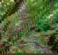 Private Daintree Mossman Gorge Exclusive Nature and Wildlife Focus - Attractions Brisbane