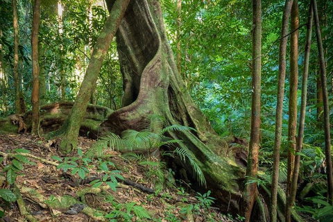 Private Daintree Mossman Gorge Exclusive Nature And Wildlife Focus - Attractions Brisbane 0