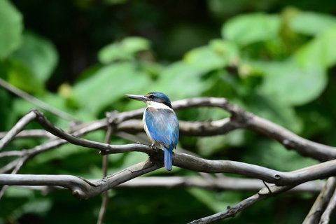 Private Daintree Mossman Gorge Exclusive Nature And Wildlife Focus - Attractions Brisbane 1