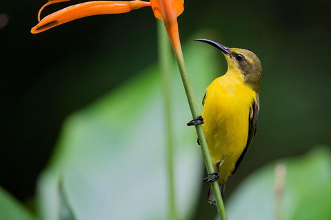 Private Daintree Mossman Gorge Exclusive Nature And Wildlife Focus - Attractions Brisbane 2