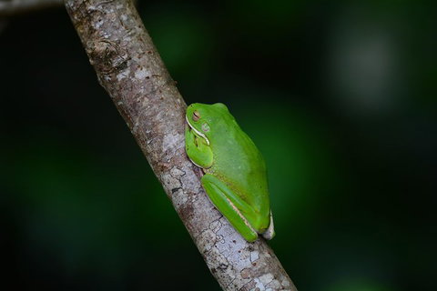 Private Daintree Mossman Gorge Exclusive Nature And Wildlife Focus - Attractions Brisbane 3