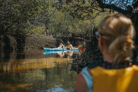 Kayak Tour In Adelaide Dolphin Sanctuary - Attractions Brisbane 0