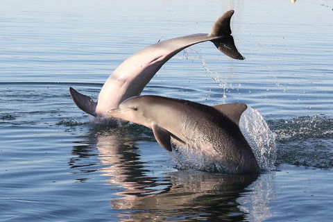 Kayak Tour In Adelaide Dolphin Sanctuary - Attractions Brisbane 5
