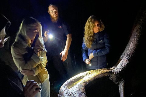 Evening Rainforest & Glow Worm Experience - Attractions Brisbane 2